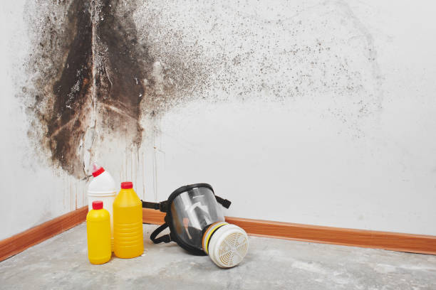 Best Attic Mold Removal  in Hidden Meadows, CA