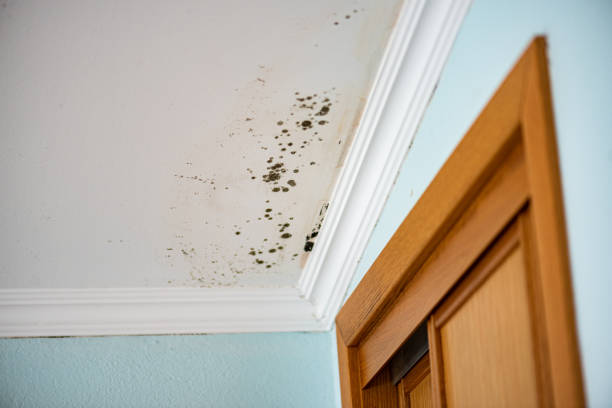 Best Crawl Space Mold Removal  in Hidden Meadows, CA