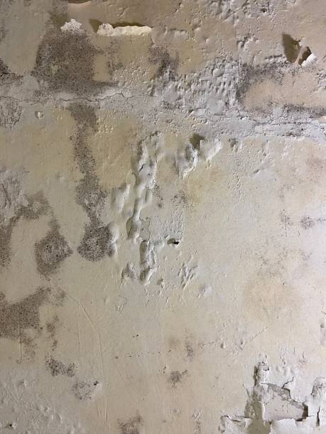 Hidden Meadows, CA Mold Removal Company