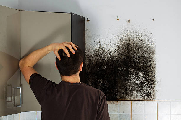 Best Fast Mold Removal  in Hidden Meadows, CA