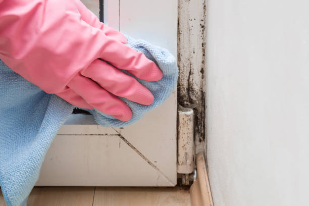 Best Mold Cleaning Services  in Hidden Meadows, CA