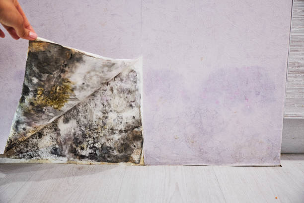 Best Commercial Mold Removal  in Hidden Meadows, CA